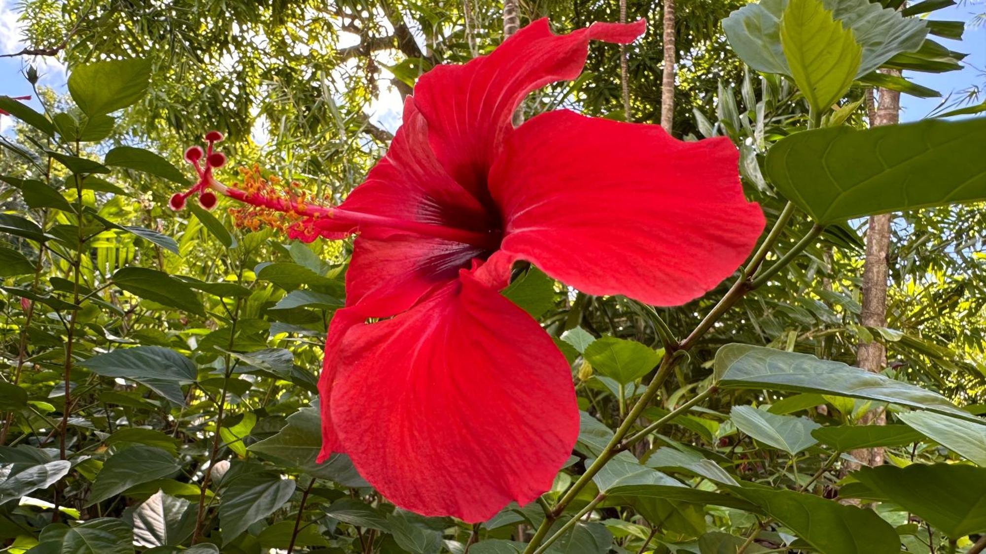 생프랑수아 L'Hibiscus 빌라 외부 사진